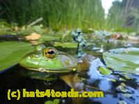 /home//u458753944/public_html/sourcegallery///Frogs/Bullfrogs 2016-08 Ontario/P8081383.JPG